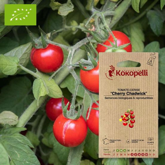 Tomate-cerise cherry chadwick- graines bio à semer