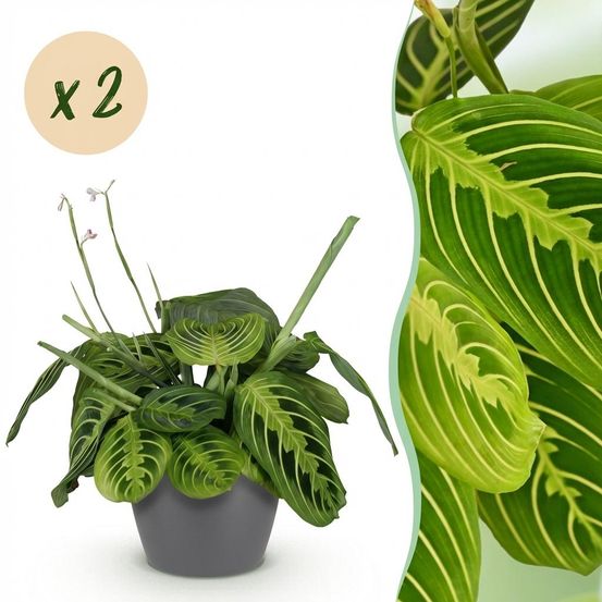 Maranta fascinator lemon lime - pet-friendly - plante de prière - pot de 12cm - hauteur 25-35cm - plantes d'intérieur