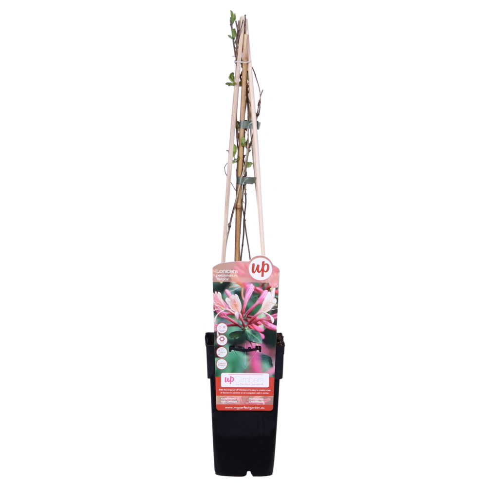 3x - lonicera periclymenum 'belgica' - h65 cm - ø15 cm