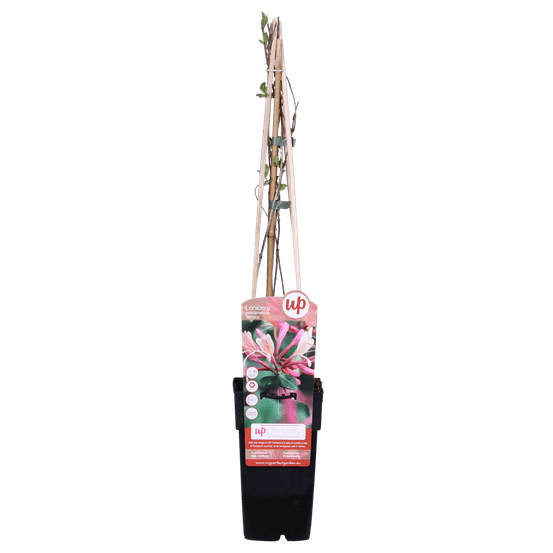 3x - lonicera periclymenum 'belgica' - h65 cm - ø15 cm