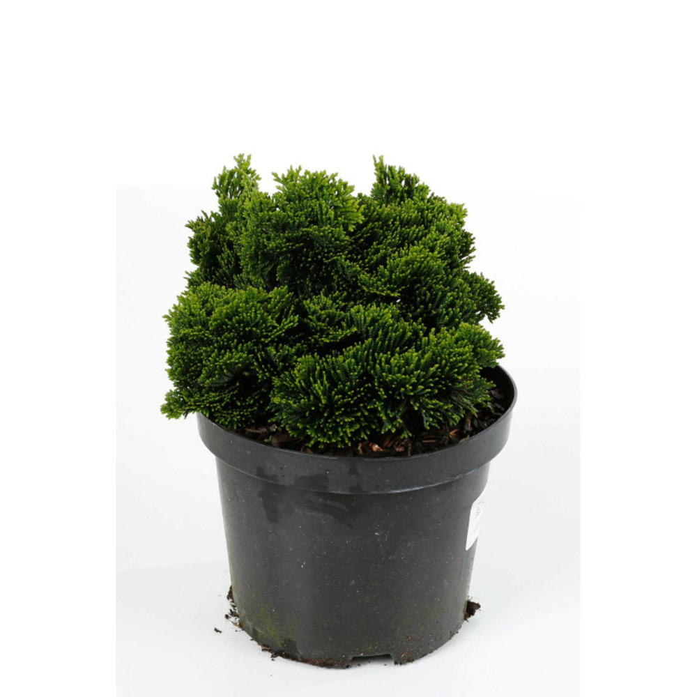 Faux-cyprès de hinoki nana gracilis - chamaecyparis obtusa nana gracilis 15/25cm