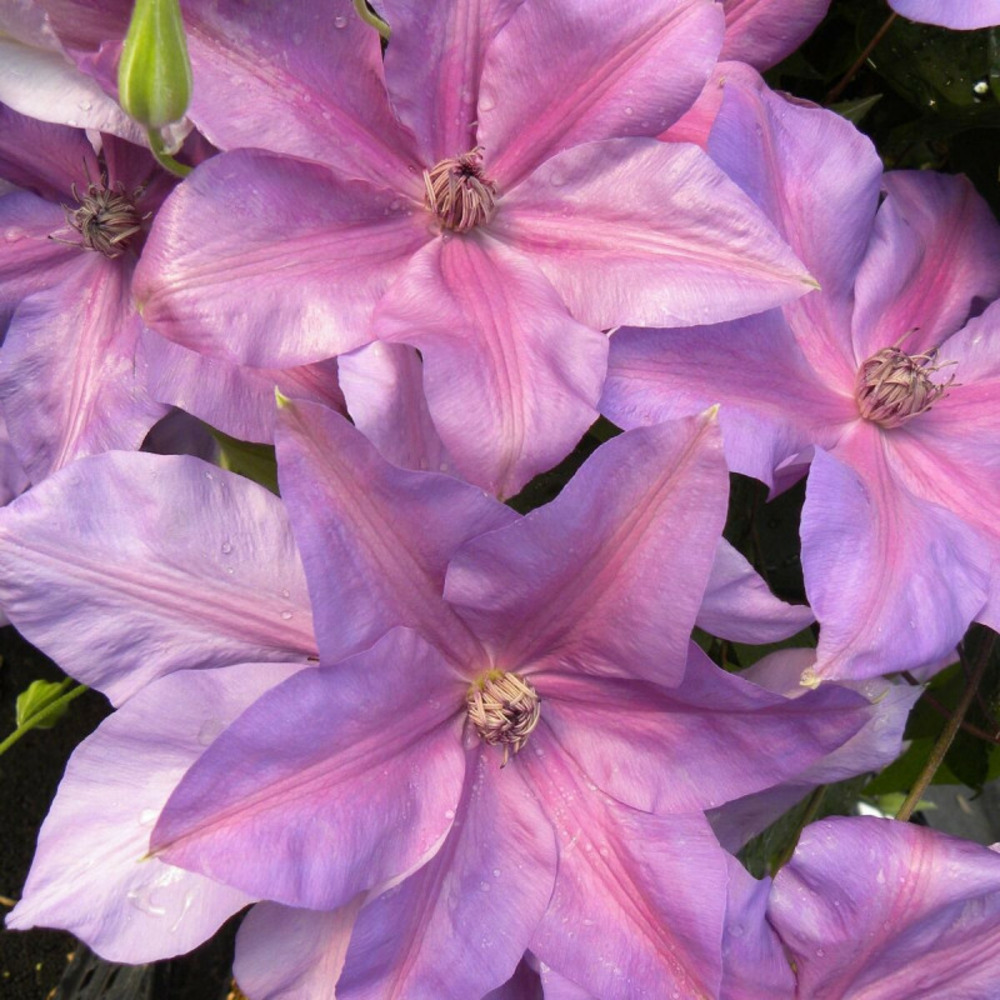 Clématite shimmer™ 'evipo028' pot de 3l - echelle bambou 60/120 cm