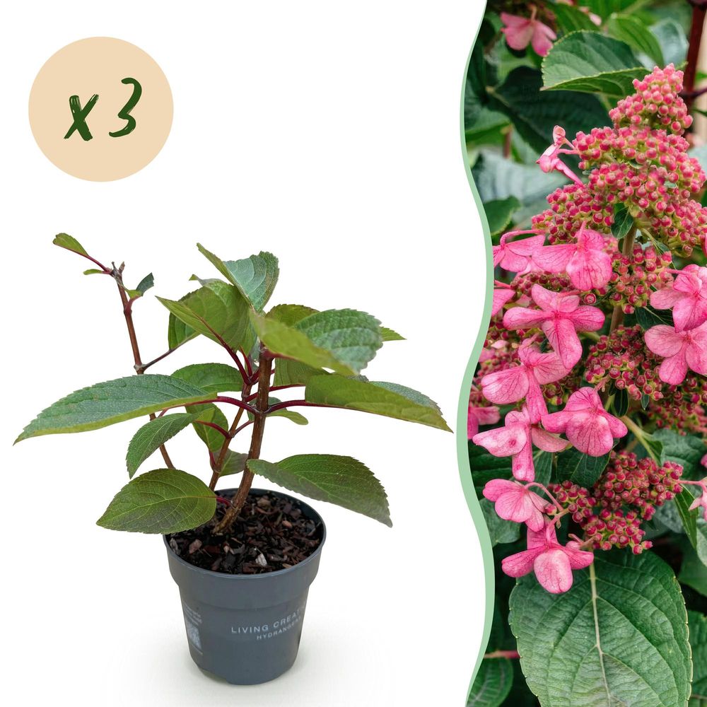 Hortensia paniculé 'living infinity' - lot de 3 - pot 12 cm - hauteur 30 cm