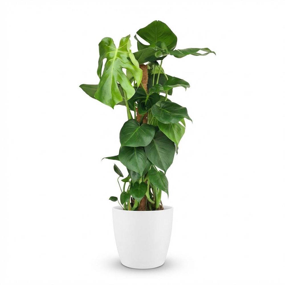 Monstera deliciosa avec tuteur - pot de 19cm - hauteur 90cm - plantes d'intérieur