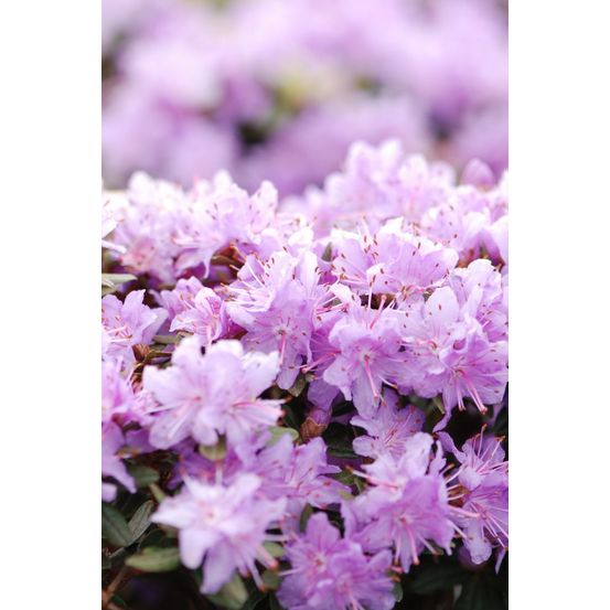 Rhododendron 'impeditum select' - en pot de 4 litres