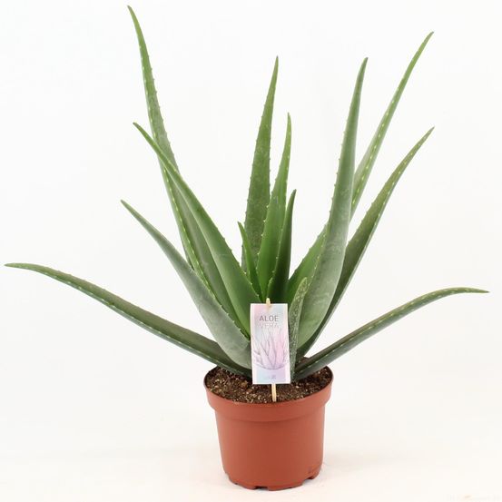 Aloe vera - ø19cm - ↕70cm - plantes d'intérieur