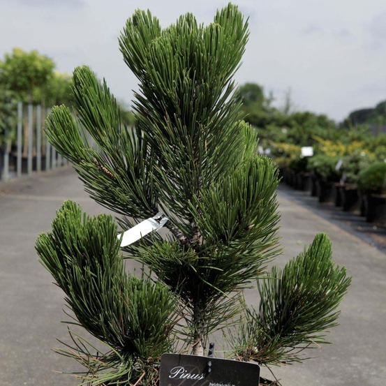 Pin - pinus heldreichii satellit pot de 7,5l/10l