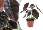 Alocasia cuprea red secret - plante d'intérieur exotique - pot 12cm - hauteur 25-35cm