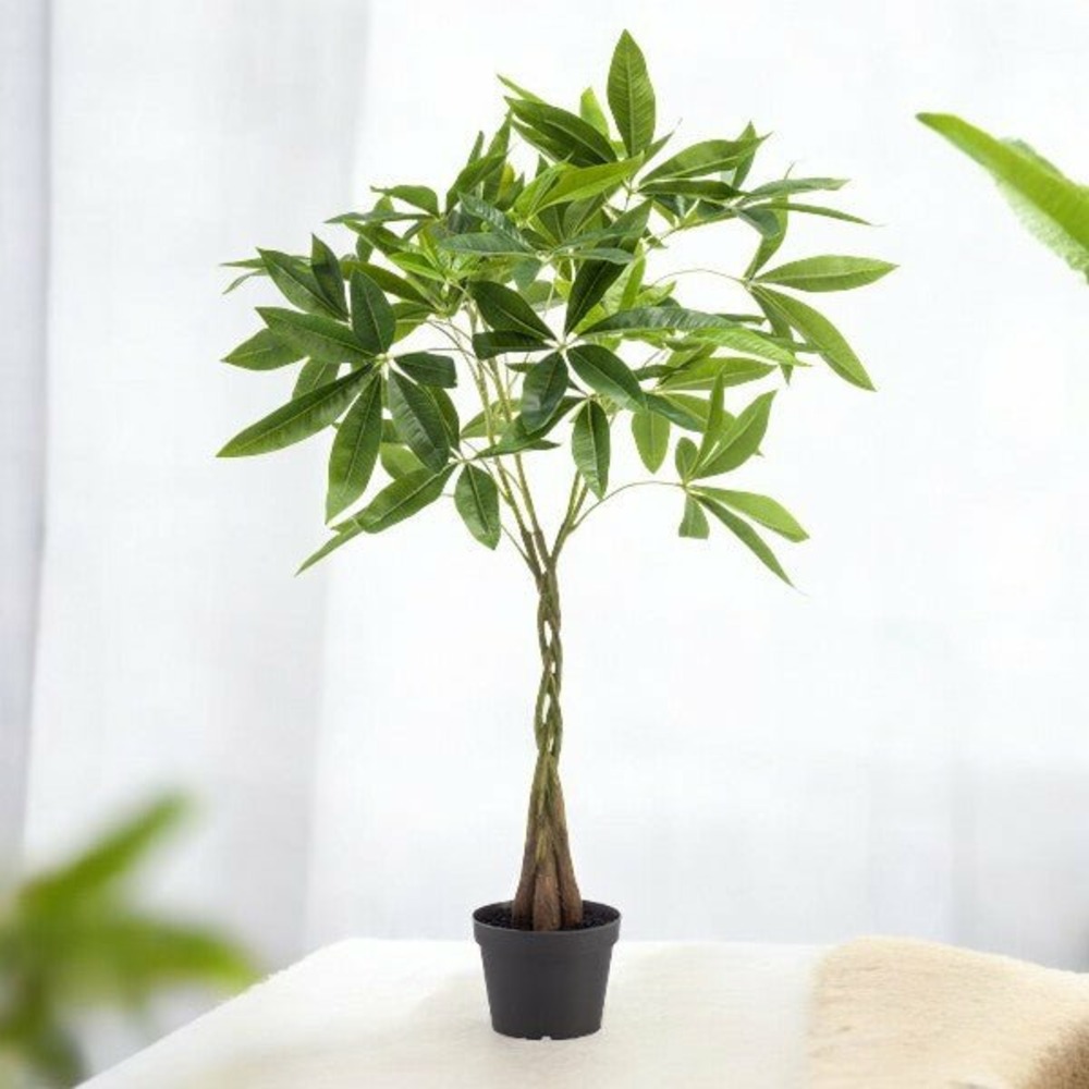 Pachira aquatica artificiel h90cm