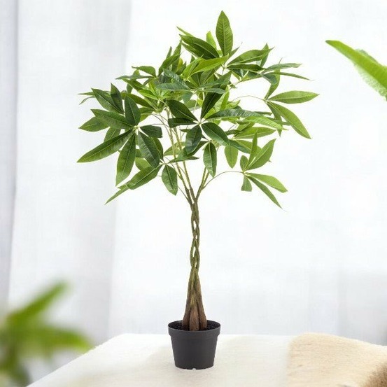 Pachira aquatica artificiel h90cm