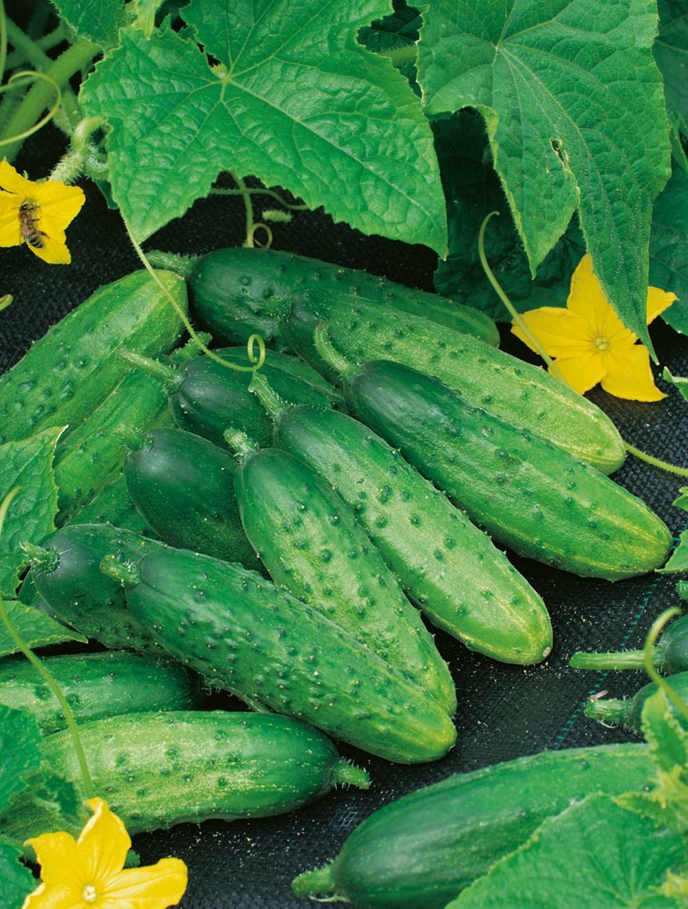 Cornichon fin de meaux - 3 g