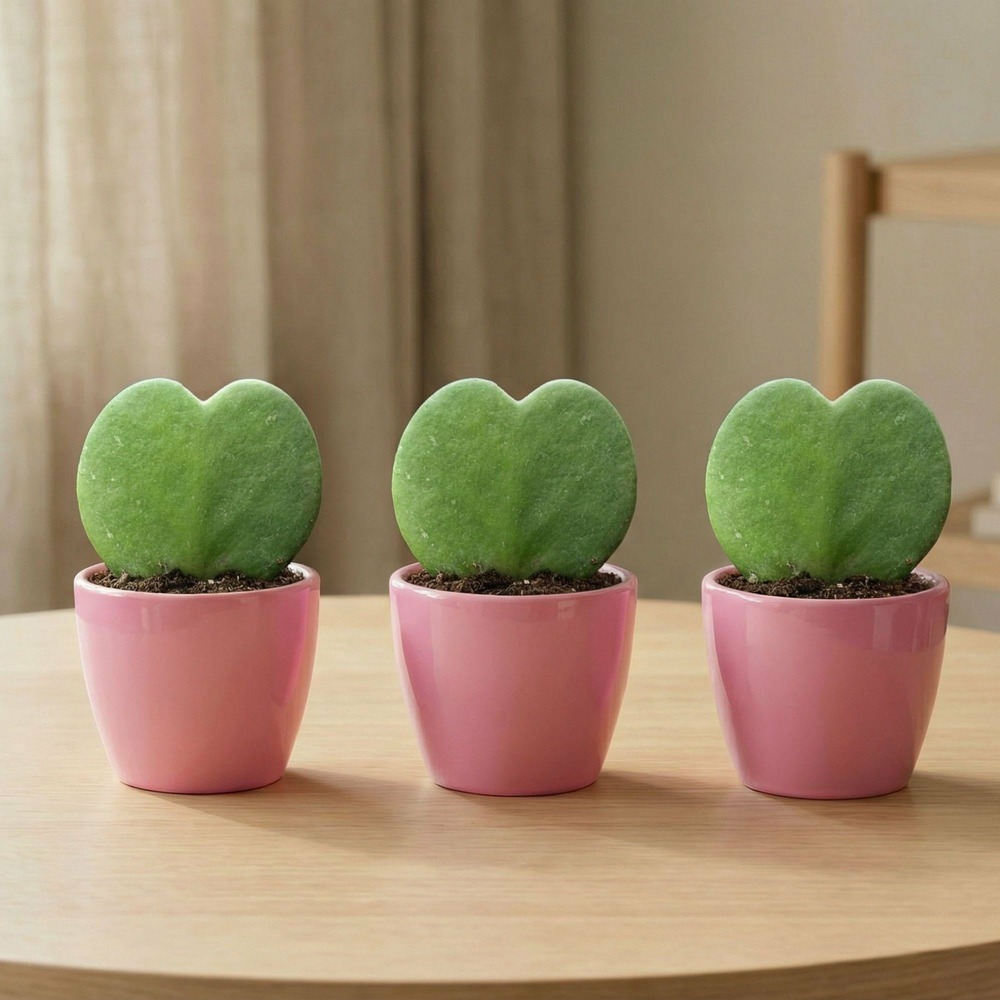 Lot de 3 - sweetheart plant set (hoya kerrii) - pot & plant - rose - ø6 cm