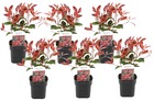 Photinia fraseri 'red robin' - set de 6 - persistantes - ⌀17cm - hauteur 30-40cm