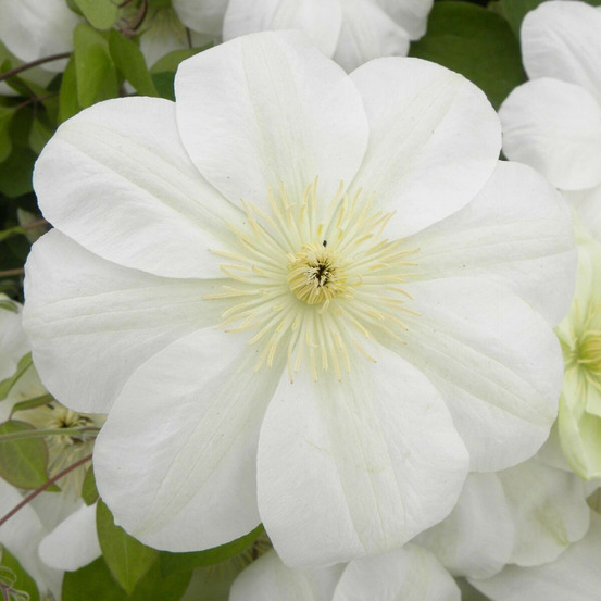 Clématite guernsey cream godet - 5/20 cm