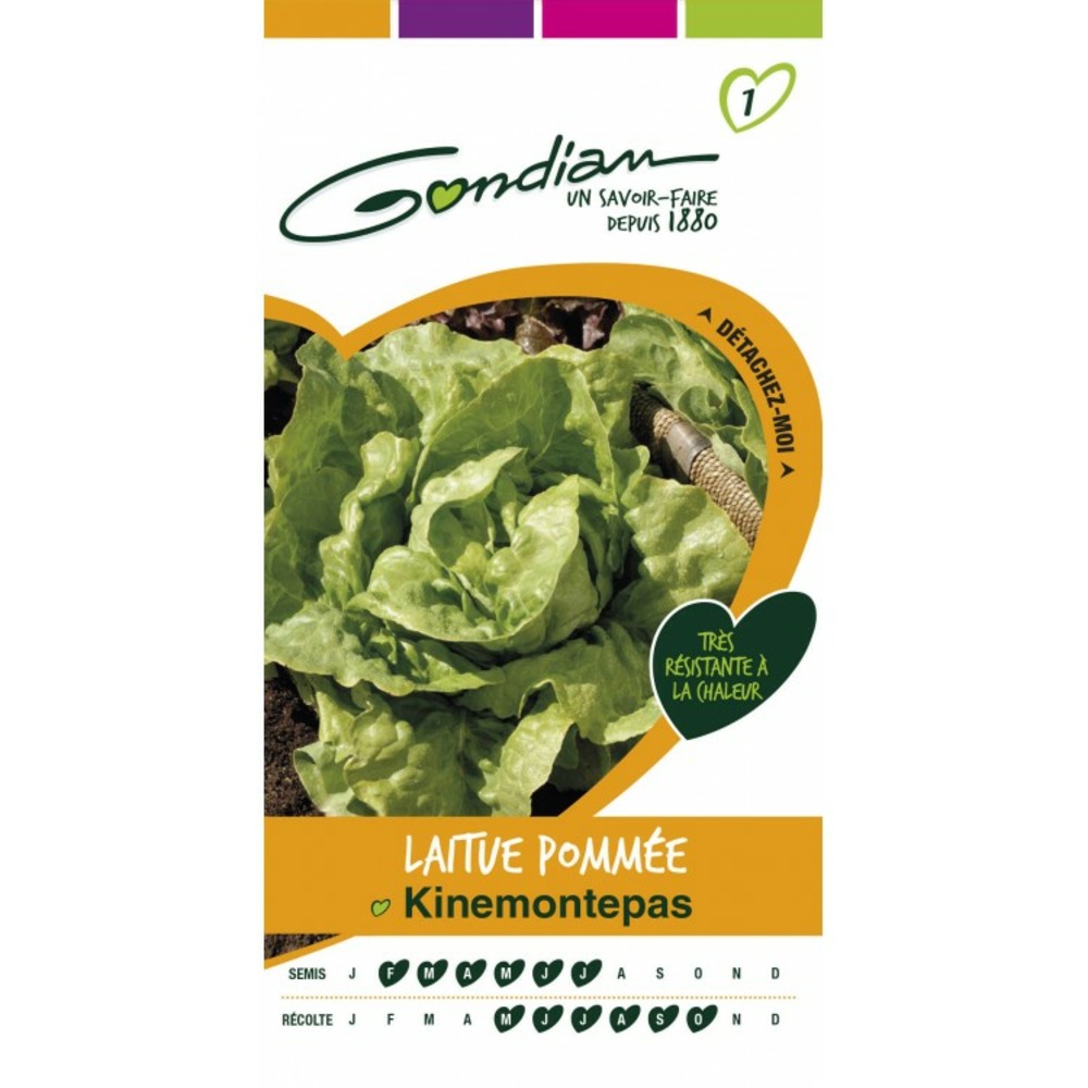 Laitue pommée kinemontepas