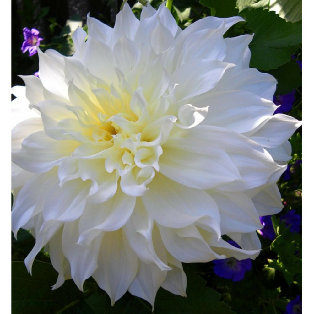 Bulbe de dahlia décoratif café au lait sachet de 1 bulbe