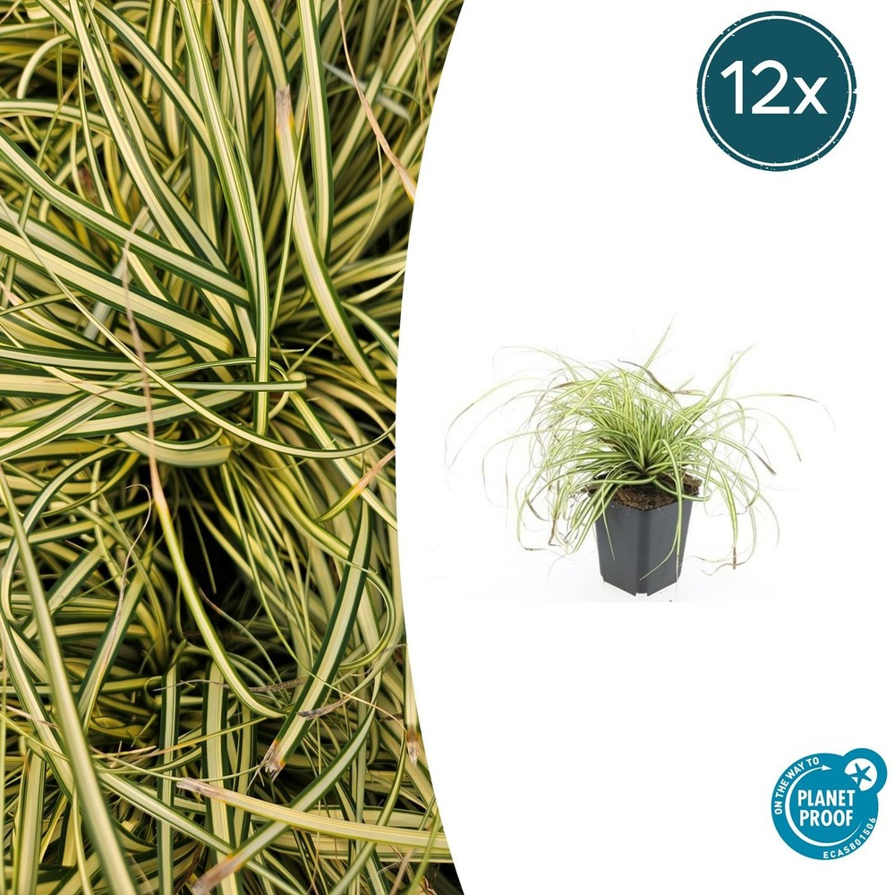 Carex laîche oshim. 'evergold' x12 – entre 0,75 et 1m2