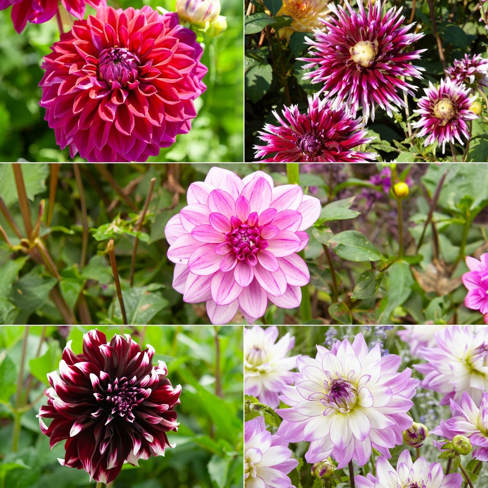 5 grands dahlias en mélange - le sachet de 5 bulbes / calibre i, vendu par lot de 2