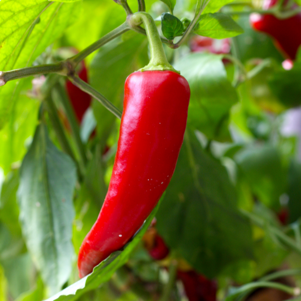 Plant piment doux des landes en pot