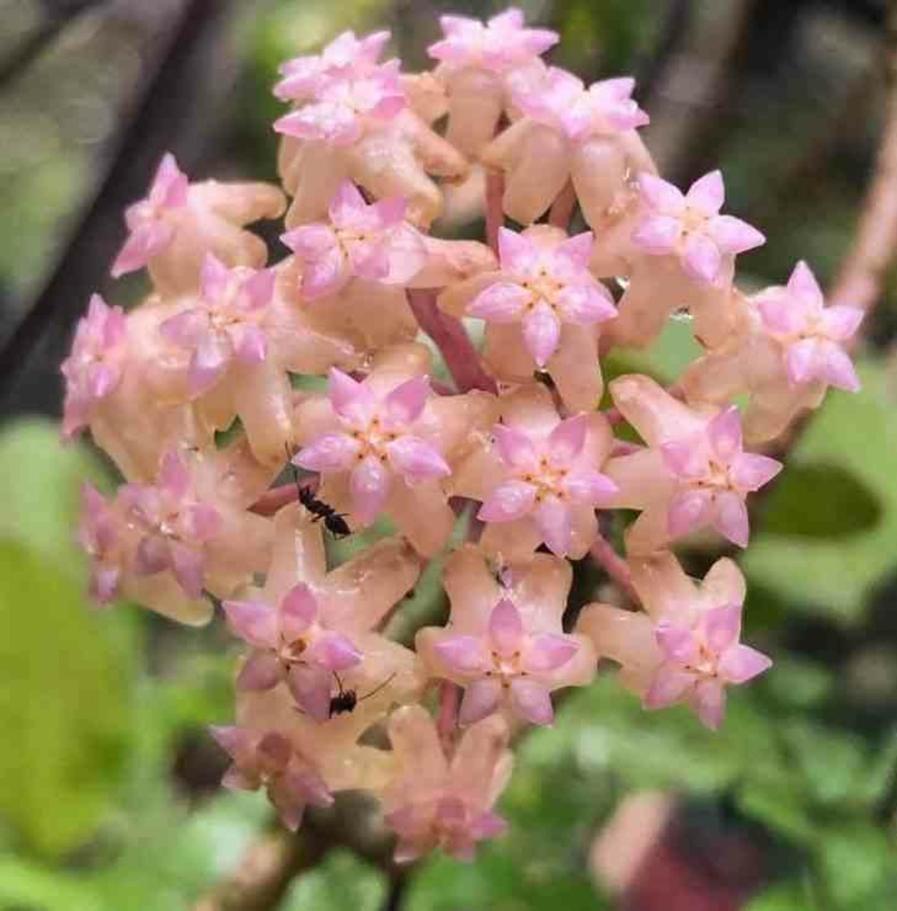 Hoya cv. Joy (fleur de porcelaine, fleur de cire) rose - taille pot de 2 litres - 20/40 cm