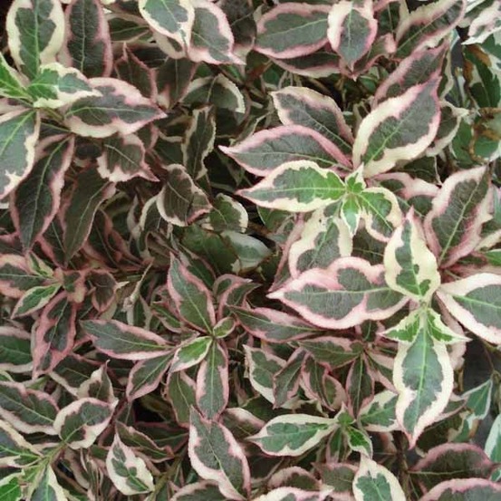 Weigela florida 'monet'® pot de 2l/3l