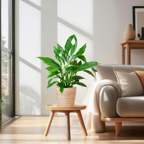 Spathiphyllum et son pot - h80 cm (réf. 45208)