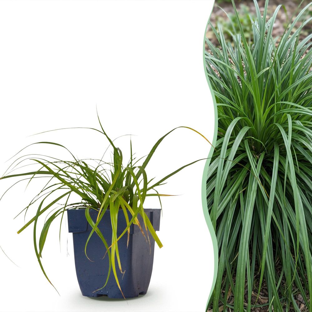 Laîche 'evergreen' - lot de 24 - pot 11 cm - hauteur 25 cm