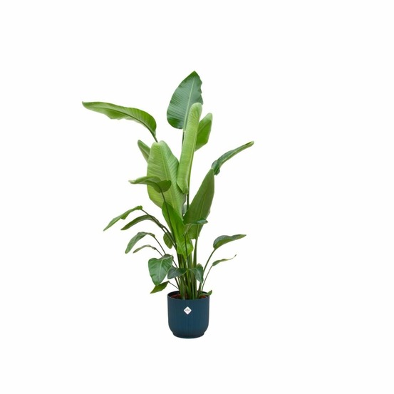 Strelitzia nicolai 160cm et son pot bleu - hauteur 160cm