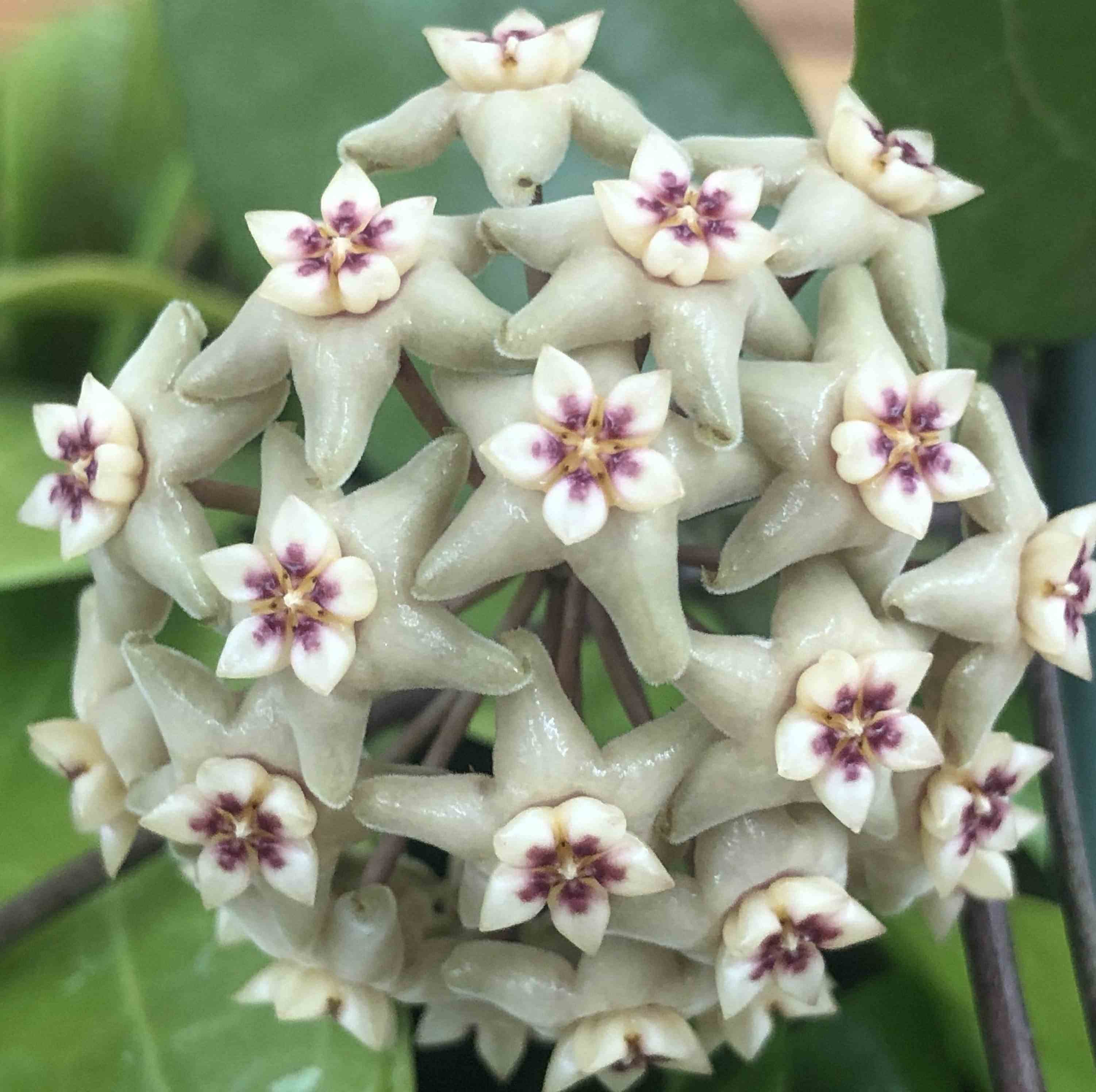 Hoya limoniaca (fleur de porcelaine, fleur de cire) taille pot de 2 litres - 20/40 cm -   blanc et rose