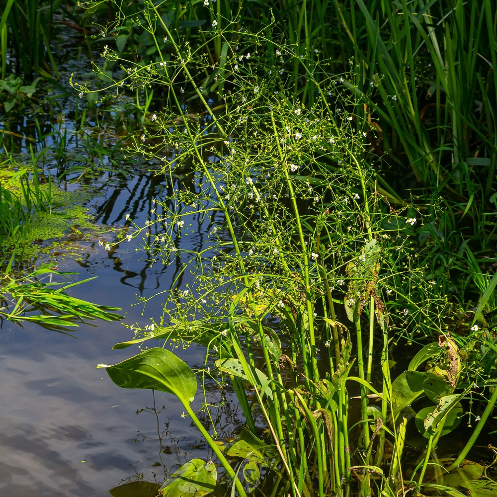 Plantain d'eau lancéolé - le pot / ø 9cm