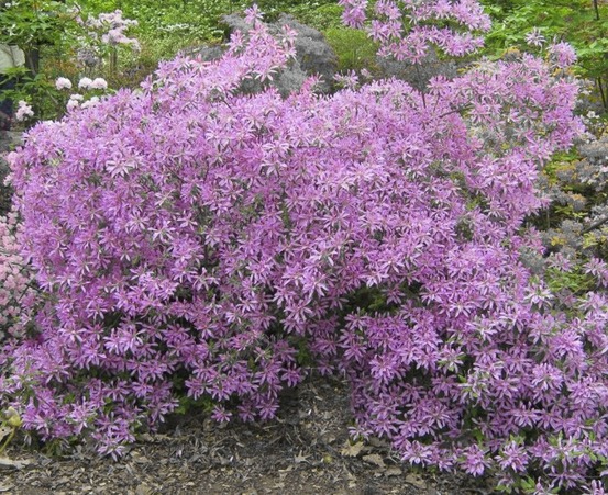 Azalée japonaise 'koromo shikibu' pot de 2l/3l