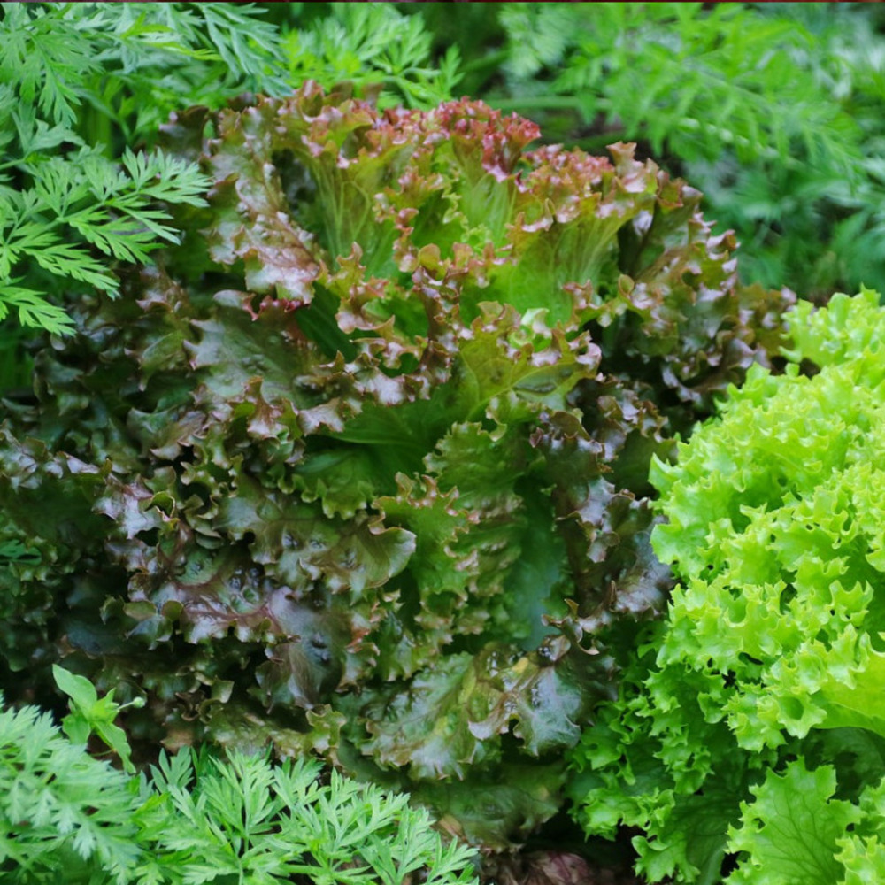 Graines de laitue batavia blonde à bord rouge 5 - vilmorin sachet