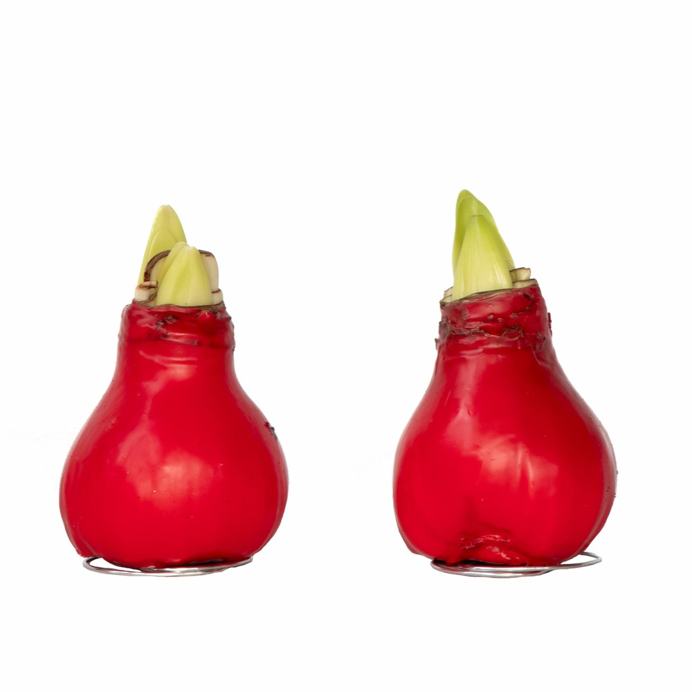 Amaryllis - hippeastrum 'wax red' - bulbe de fleur - rouge