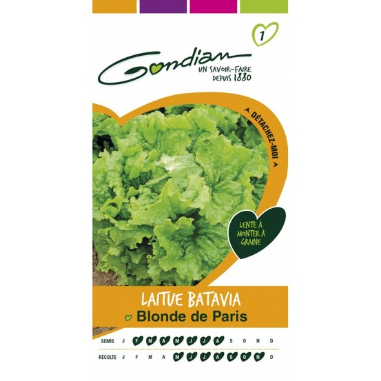 Laitue batavia blonde de paris
