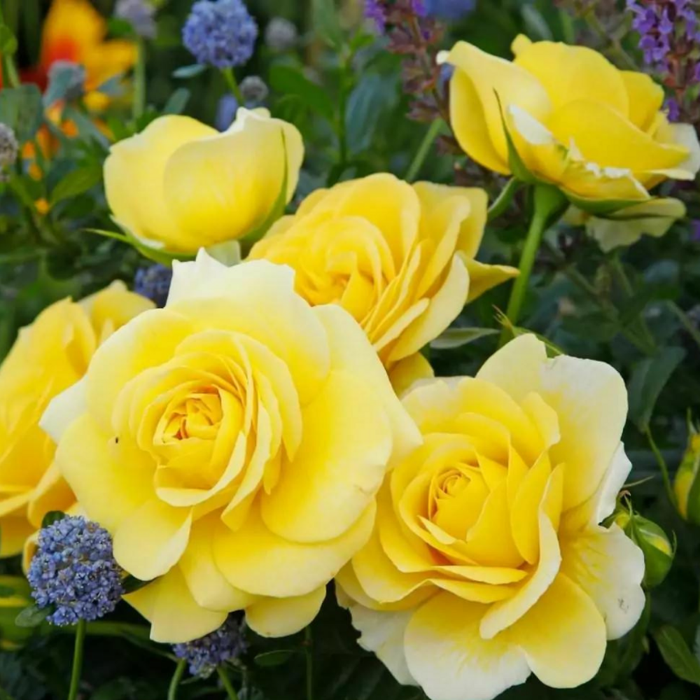 Rosier jaune hybride de thé sunmaid - racines nues