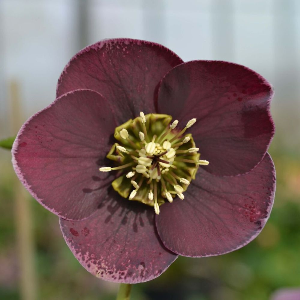 Hellébore 'aubergine white edge' pot de 2l/3l