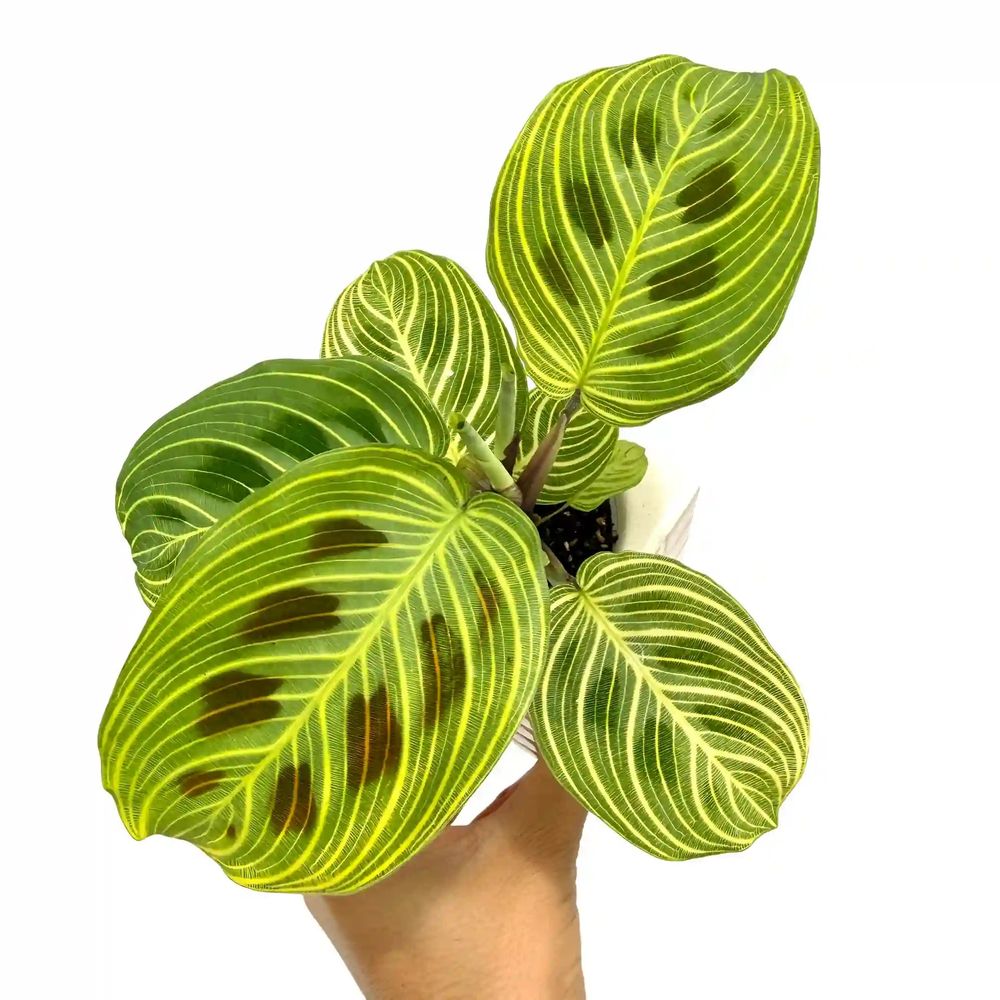 Maranta light veins - pot de 6cm