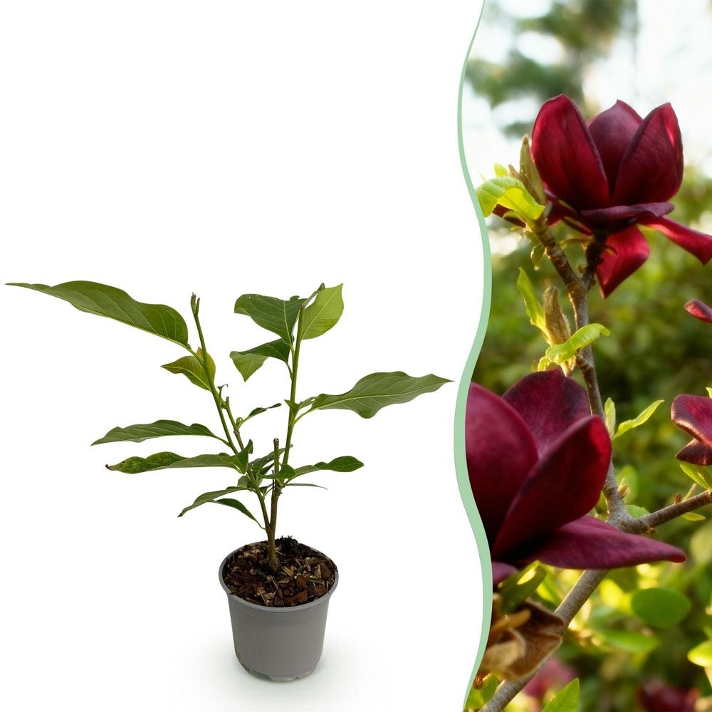 Magnolia 'genie' - pot 12 cm - hauteur 30 cm