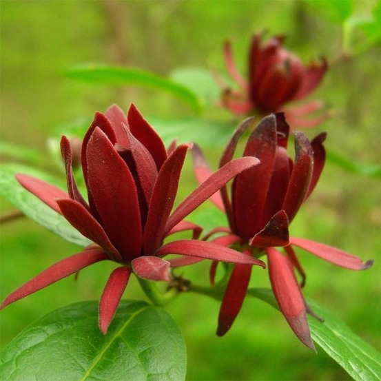 Calycanthe, arbre pompadour de floride pot de 4l/5l
