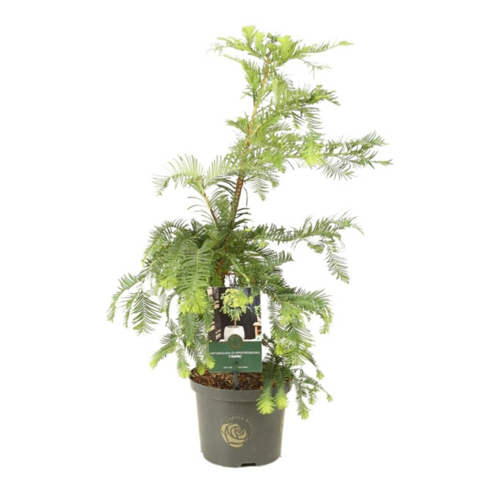 Méta-séquoia chubby - metasequoia glyptostroboides chubby 30/40cm pot 2,5l