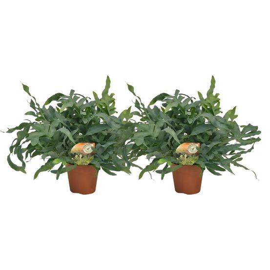 Lot de 2 - phlebodium bleu star - h60 cm