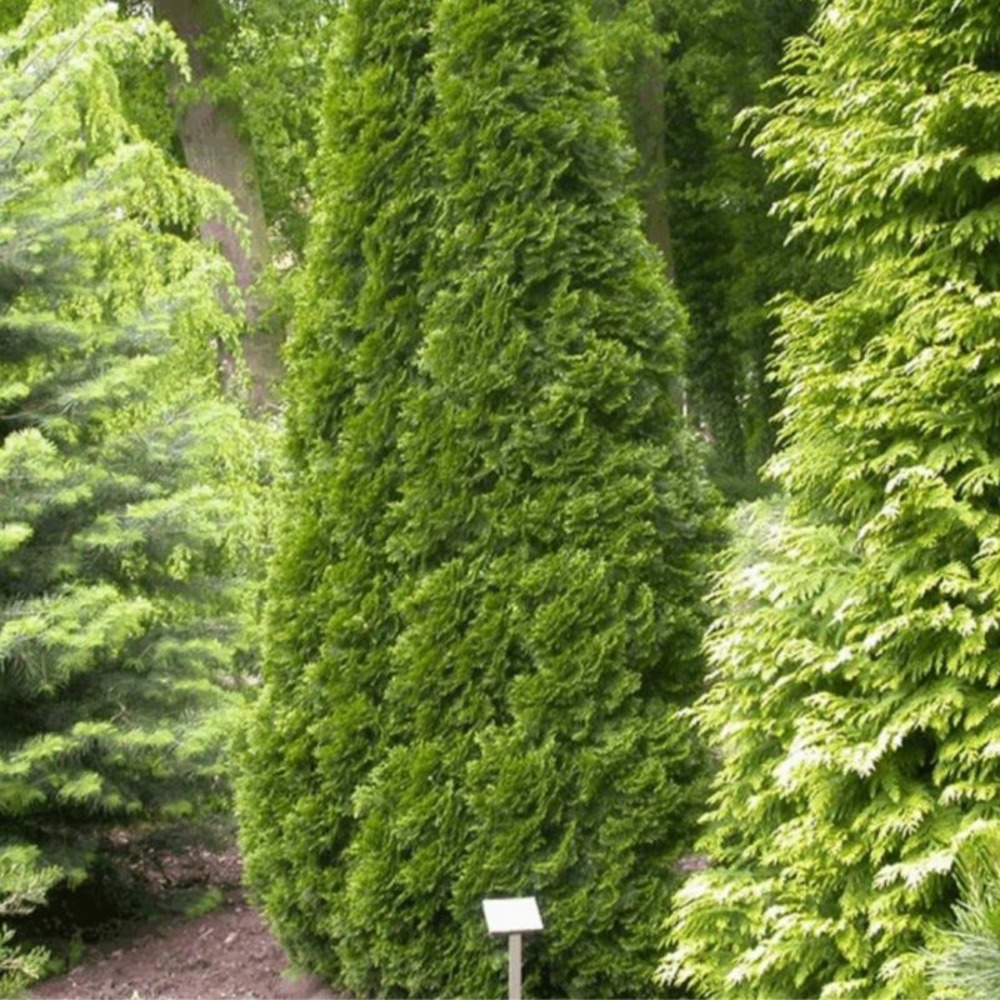 Thuya occidental golden smaragd - thuja occidentalis golden smaragd (janed gold) 40/50cm pot 4l