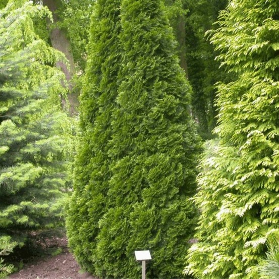 Thuya occidental golden smaragd - thuja occidentalis golden smaragd (janed gold) 40/50cm pot 4l