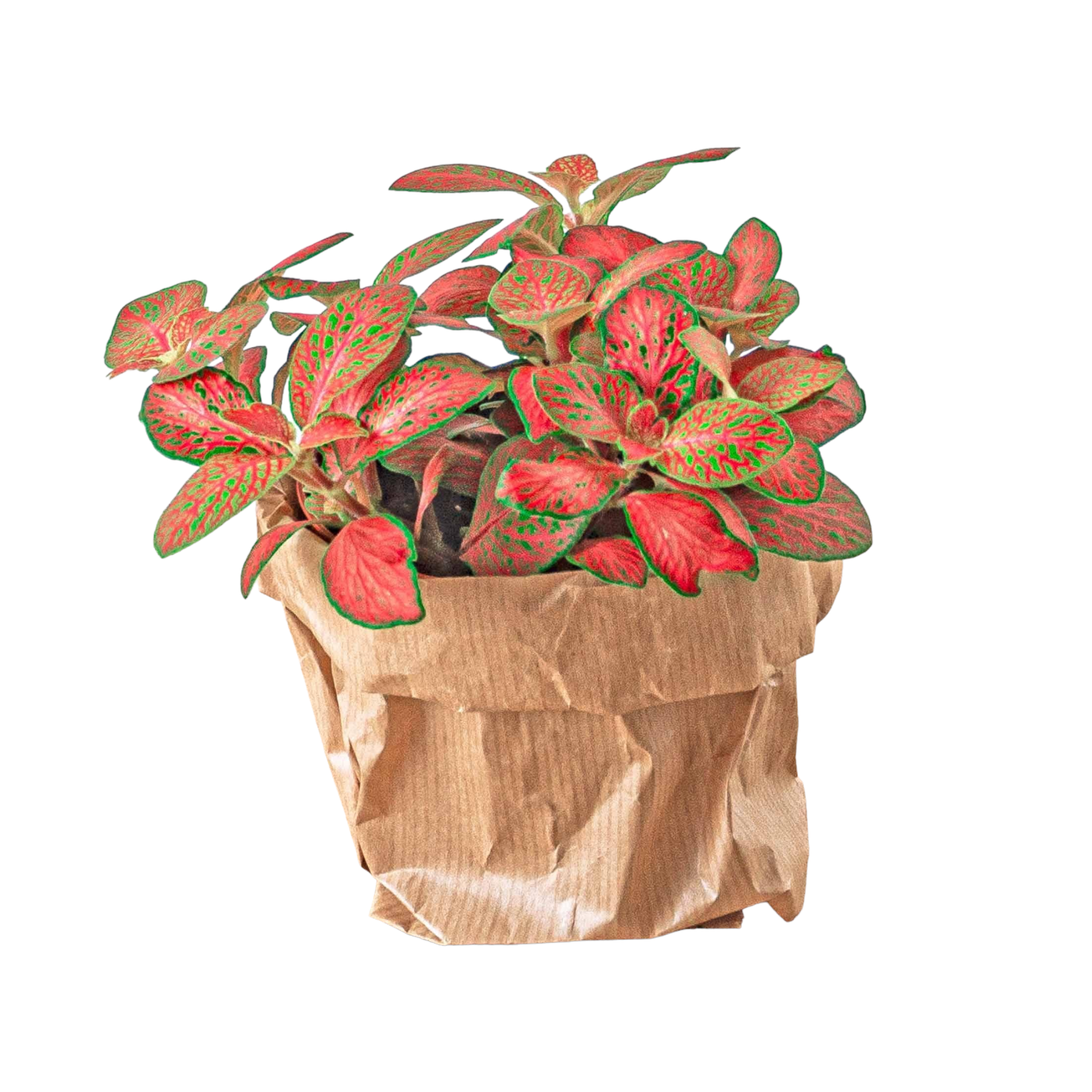 Plante d'intérieur - fittonia rouge pour terrarium 12cm