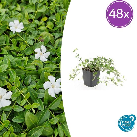 Lot de 48 - vinca minor 'gertrude jekyll' - h10-25 cm