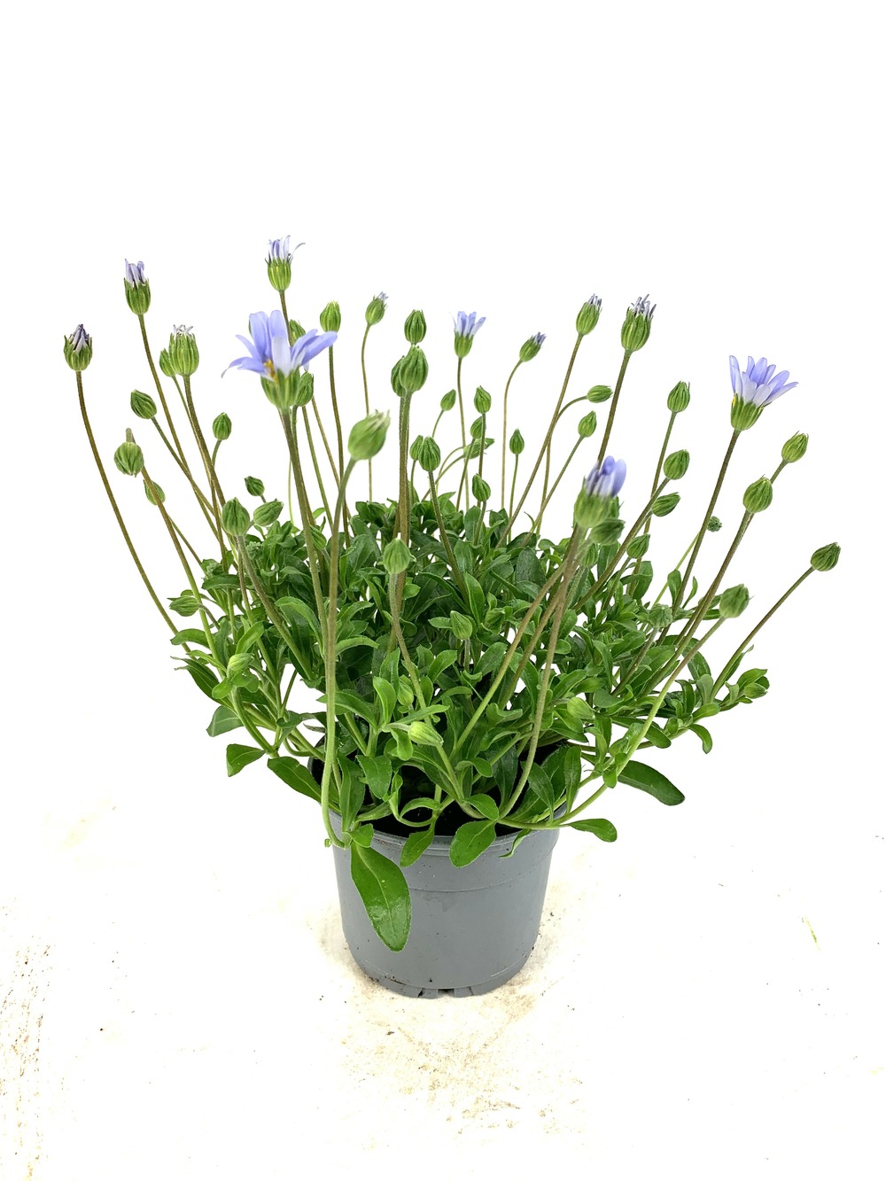 Agathea bouture pot 10,5 cm