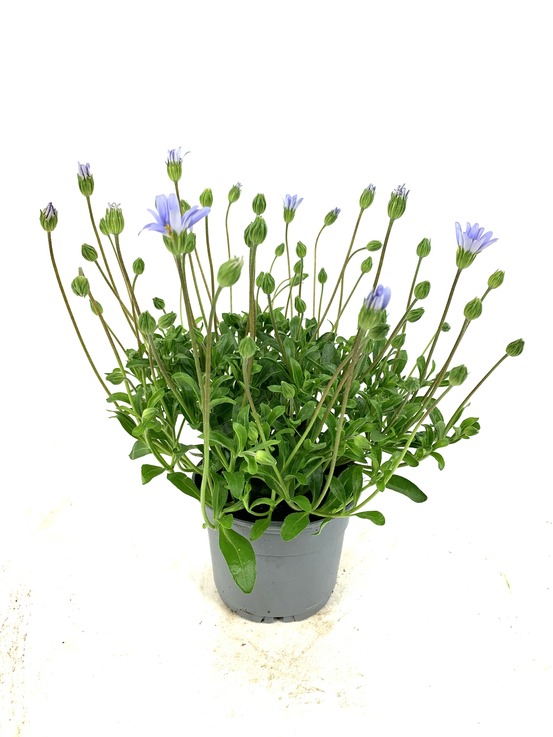 Agathea bouture pot 10,5 cm