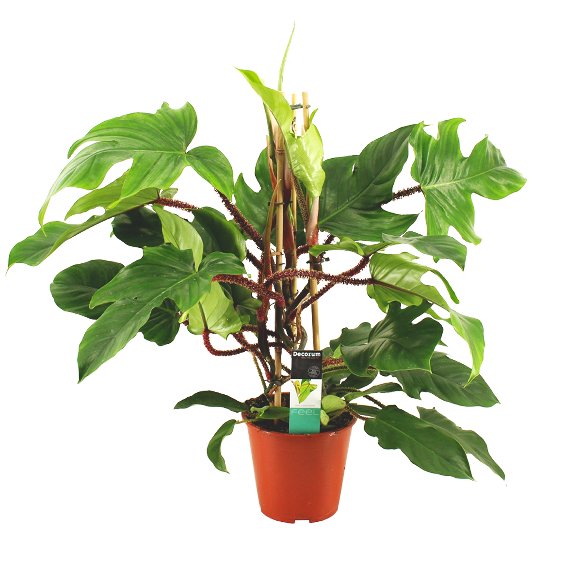 Philodendron 'squamiferum' - plante d'intérieur en pot de pépinière ⌀19 cm - ↕55-65 cm