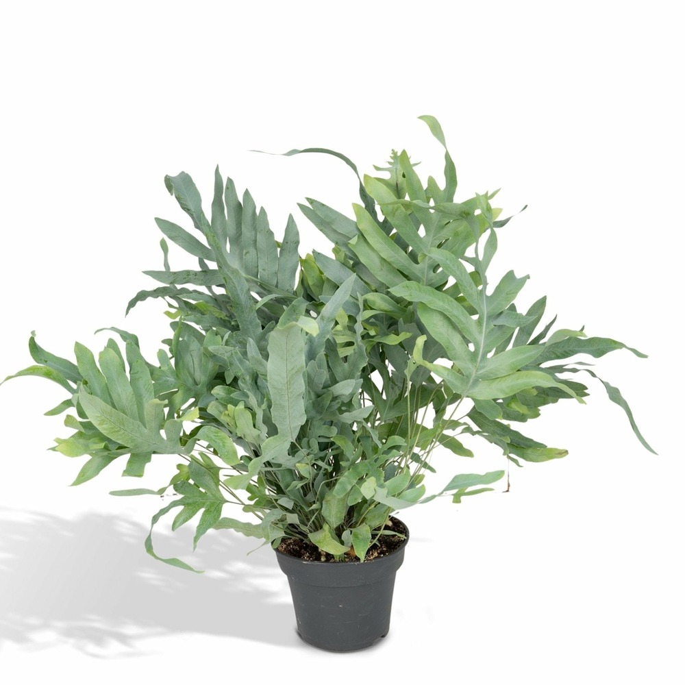 Phlebodium aureum bleu star - h50 cm - ø17 cm