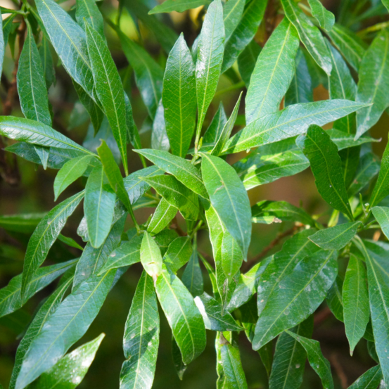 Laurier cerise caucasica - prunus laurocerasus caucasica 100cm en pot